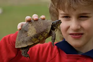 Terrapene: Boy holding Eastern Box Turtle