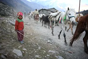Poverty: Boy and horse herd Lete Kalopani Nepal Himalayas