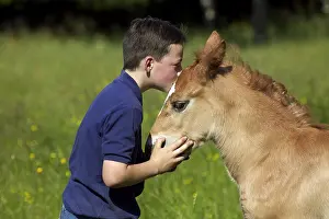 Jack: Boy Kissing a Foal by Norman Cob, Normandy