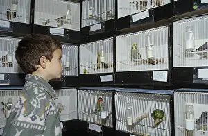Shops: Boy looking at cage birds in a pet shop