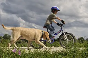 Bicycles: Boy in mountain bicycle with his Labrador