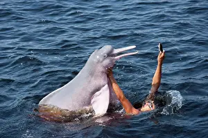 Cetaceans: Boy playing and feeding Pink River dolphin or Boto, Inia geo