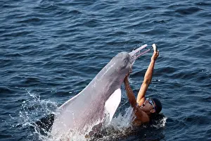 Cetaceans: Boy playing and feeding Pink River dolphin or Boto, Inia geo
