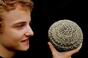 Brazzle: Boy and Pyrite on Shale Concretion