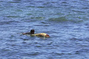 Scirpus: Boy swimming with a tusk-shaped float fashioned