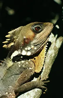 Gonocephalus: BoydIs Forest Dragon