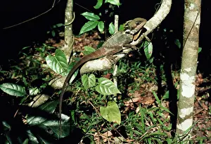Gonocephalus: BoydIs Forest Dragon