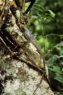 Hypsilurus: Boyd's Forest Dragon
