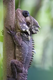 Agamidae: Boyd's forest dragon