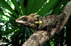 Agamid: Boyd's Forest Dragon (Hypsilurus boydii)