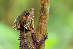 Dragon: Boyd?s Forest Dragon (Hypsilurus boydii), Daintree