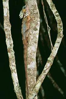 Gonocephalus: BOYD'S FOREST DRAGON - on tree