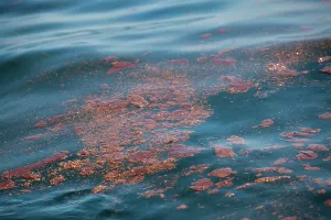 Slick: BP Gulf Oil Spill