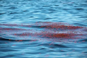 Slick: BP Gulf Oil Spill