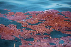 Slick: BP Gulf Oil Spill