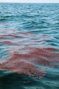 Slick: BP Gulf Oil Spill