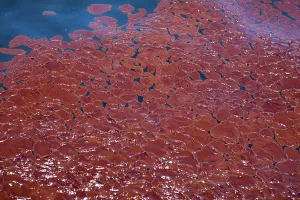 Slick: BP Gulf Oil Spill