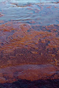 Cleanup: BP Oil Spill, Louisiana
