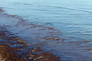 Cleanup: BP OIl Spill, Louisiana