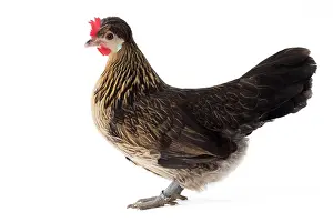 Dore: Brabanonne naine caille dore Chicken Hen