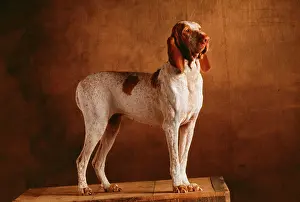 Italiano: BRACCO ITALIANO / ITALIAN POINTER DOG