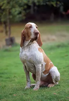 Italiano: Bracco Italiano / Italian Pointer - sitting
