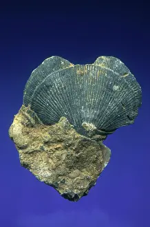 Ordovician: Brachiopod Fossil