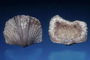 Ponderosa: Brachiopod Fossil