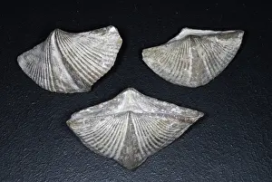 Brachiopod: Brachiopod Fossil