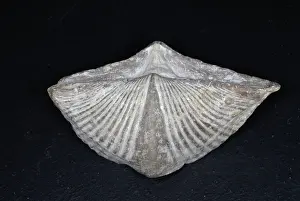 Brachiopod: Brachiopod Fossil