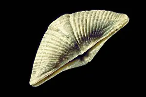 Scanning: Brachiopod fossil