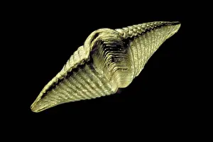 Scanning: Brachiopod fossil
