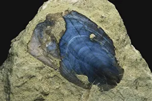 Phosphate: Brachiopod Fossil