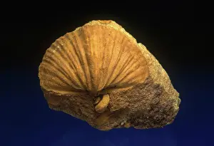 Matrix: Brachiopod Fossil