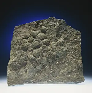 Mold: Brachiopod Fossils