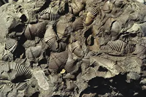 Matrix: Brachiopod Fossils