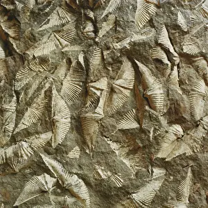 Mold: Brachiopod Fossils