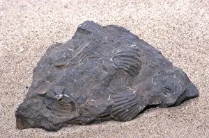 Mold: Brachiopod Fossils