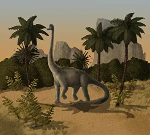Tallest: Brachiosaurus