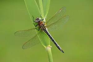 Odonata: Brachytron pratense