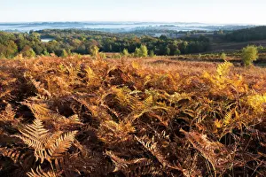 Pteridium: Bracken