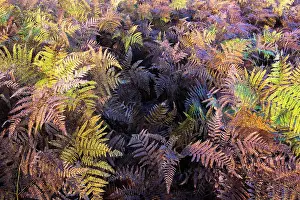 Pteridium: Bracken