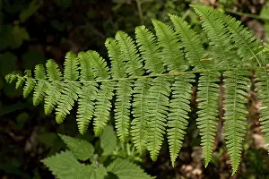 Leafing: Bracken / Brake (Pteridium aquilinum). Ravnsholte