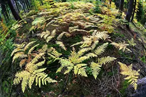 Pteridium: Bracken / Eagle Fern - fronds in autumn colour in