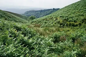Exmoor: BRACKEN - encroaching