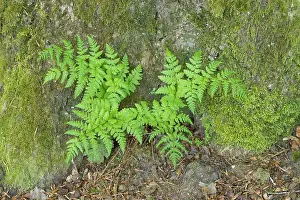 Frond: Bracken Fern 02
