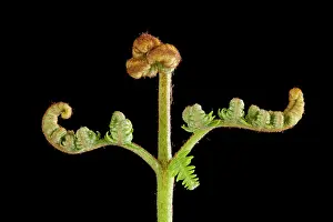 Pteridium: Bracken Fern - development of leaves in spring