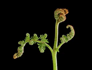 Pteridium: Bracken Fern - development of leaves in spring