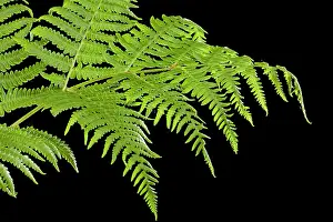 Pteridium: Bracken Fern - development of leaves in spring