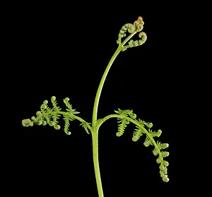 Pteridium: Bracken Fern - development of leaves in spring